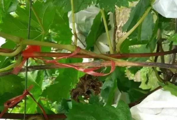 葡萄红蜘蛛病害图片,葡萄病害常用杀菌剂