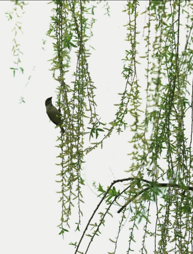 咏柳曾巩全诗的点睛之笔,曾巩的咏柳最后两句诗是什么意思