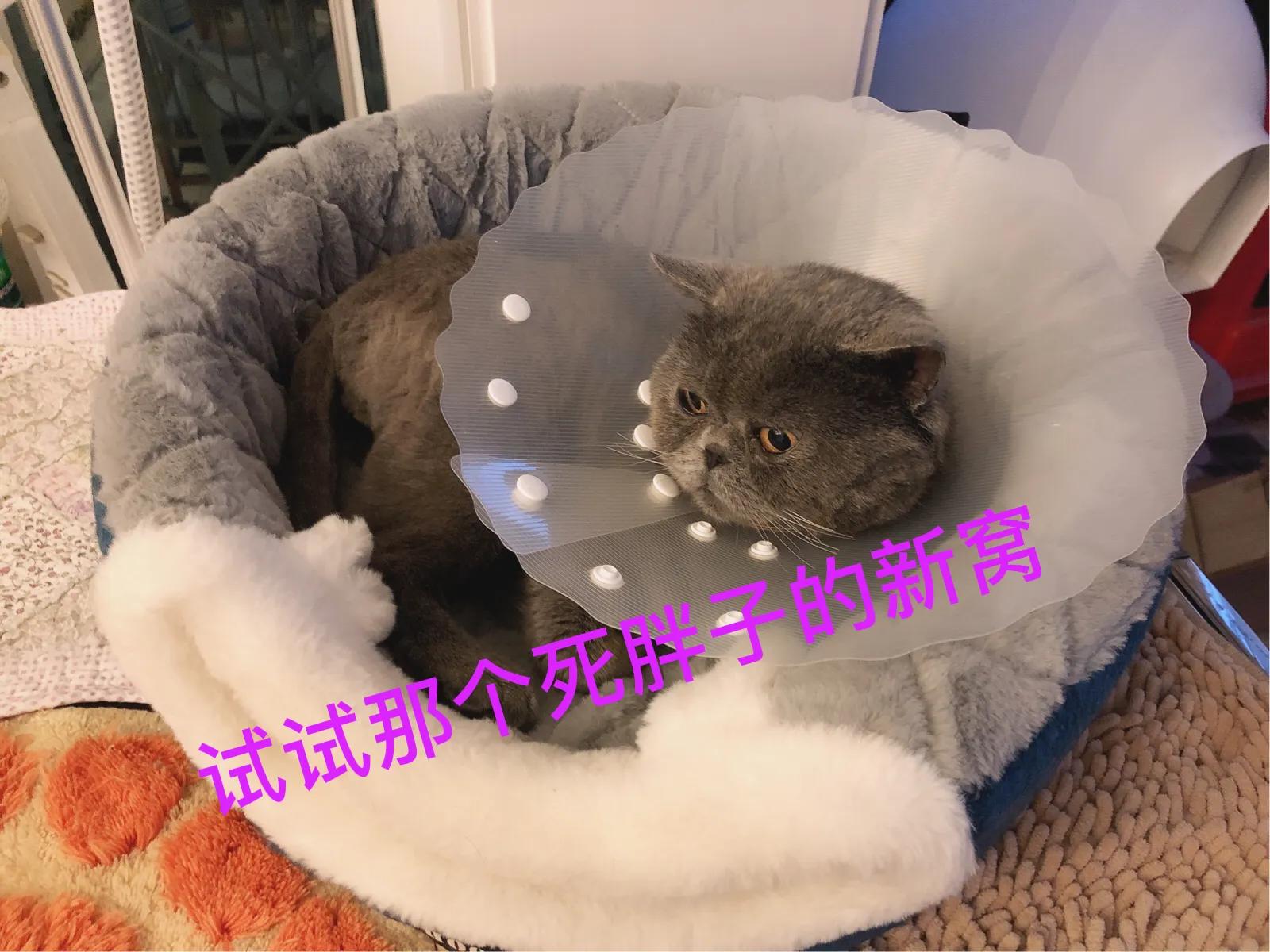 蓝猫加菲和美短能生出什么,蓝猫加菲混血长大后的样子