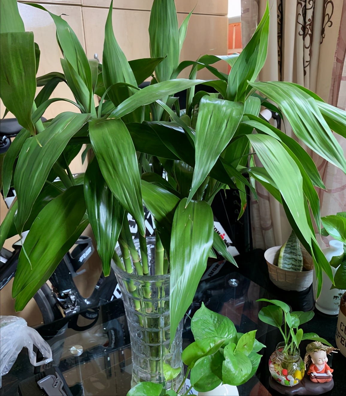 越养越吉利的三种花有哪些,家里养的吉利花有哪些