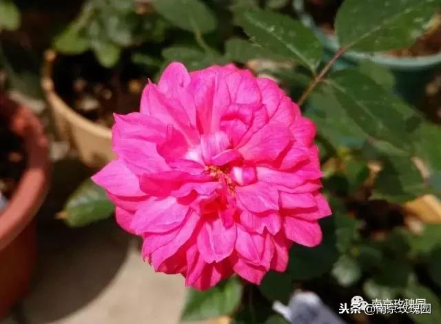 「花师傅开课啦」爱花人必知！南京*瑰园玫**为你科普百种玫瑰