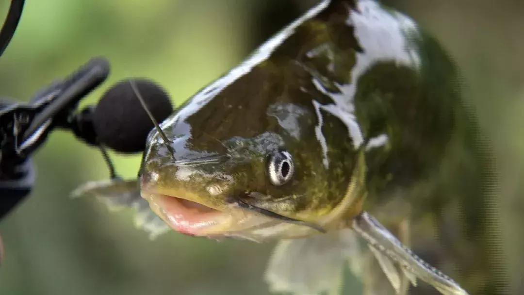 归毛头搞养殖不龟毛