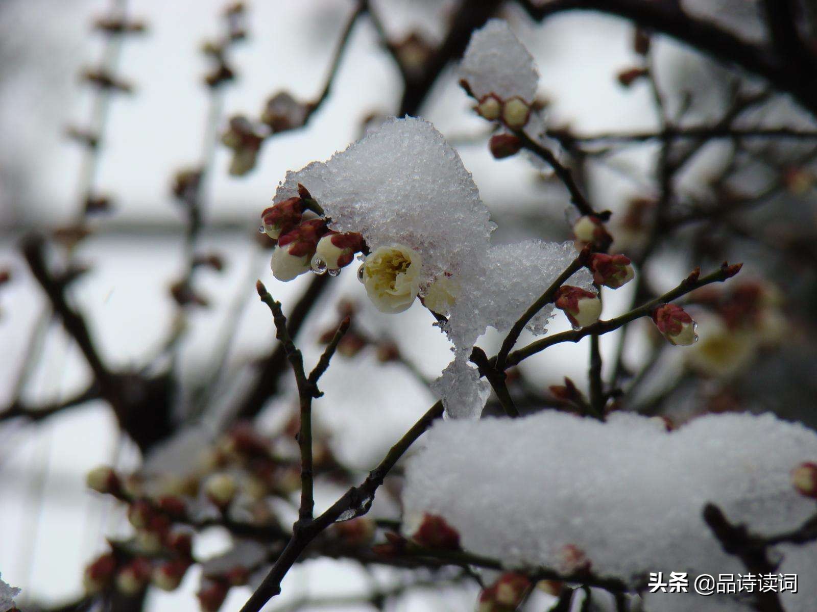 卢梅坡的七言诗有哪些,卢梅坡的诗有哪些