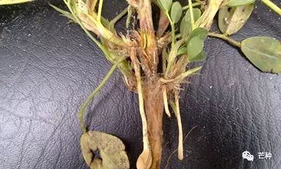 花生高产栽培技术视频,种花生到收花生的所有过程