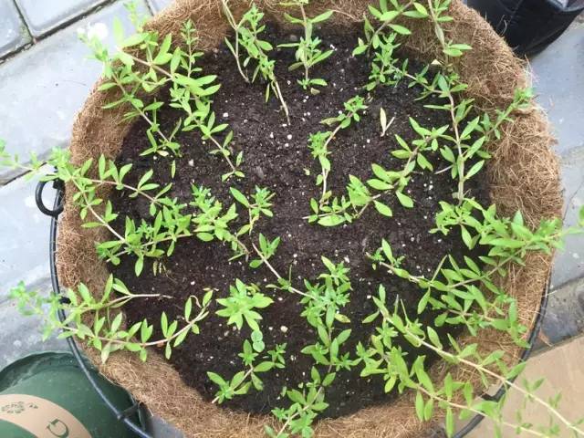 梦想改造家小户型,农村庭院改造效果图大全