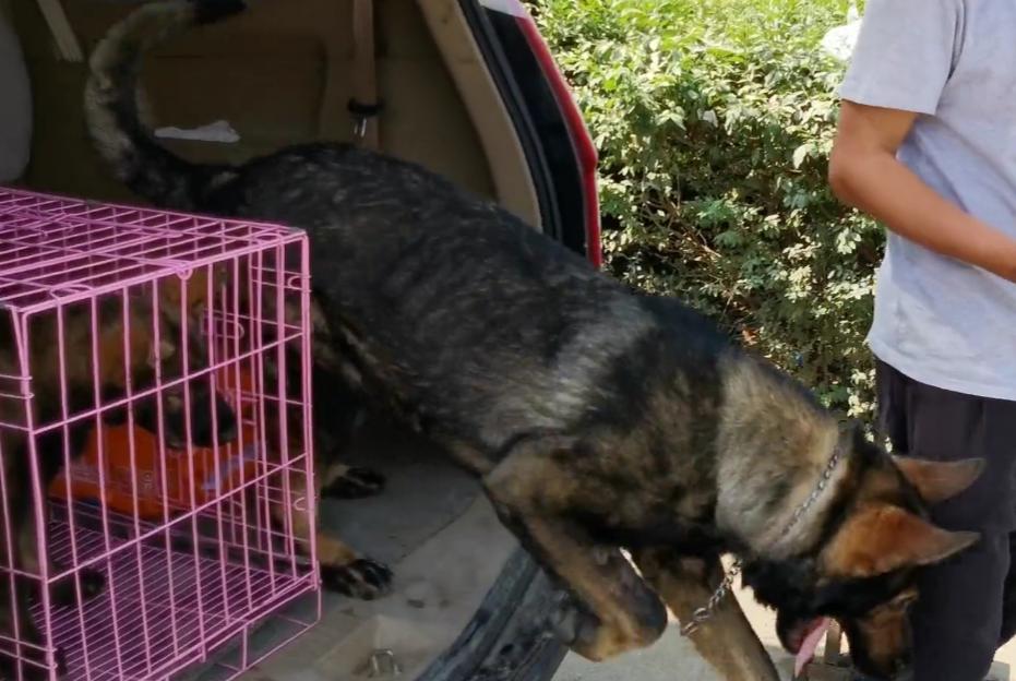 凶狠的东德,黑色的昆明犬和黑色的东德