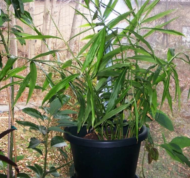 生姜成长记第二季,生姜成长过程步骤图