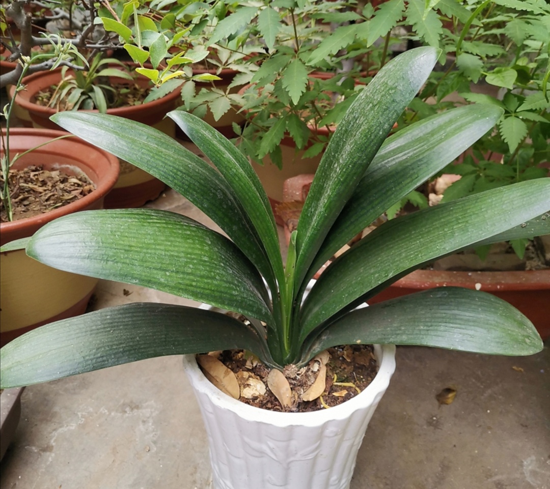 花盆里有蚂蚁用驱蚊花露水驱蚂蚁,花盆里蚂蚁怎么消灭最彻底