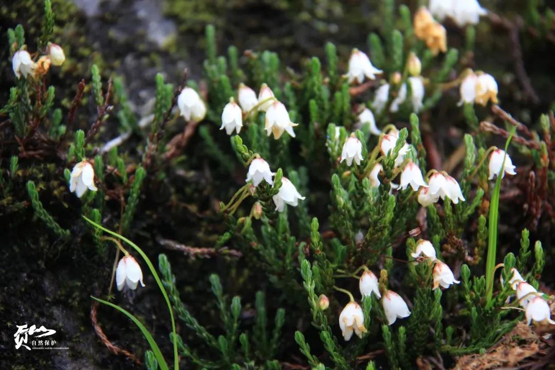 遇见怒江丨这是“我”手机镜头里的贡山风光