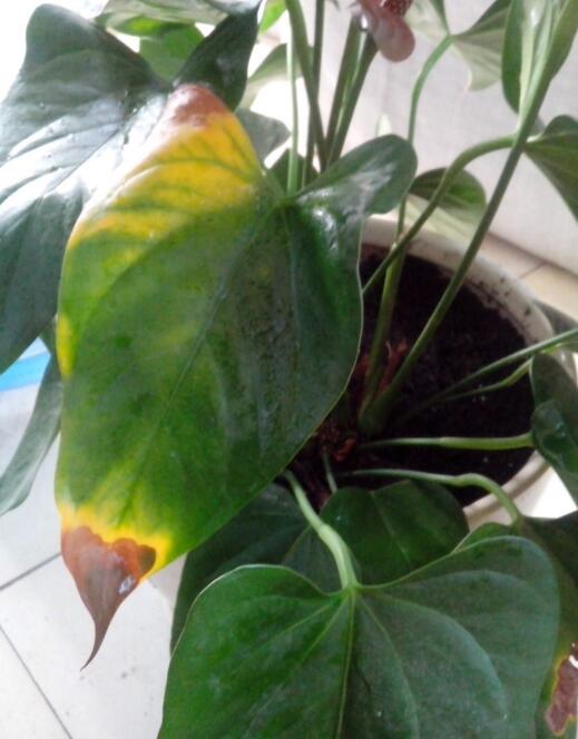 红掌水培叶子发黄烂怎么补救,水培红掌叶边枯黄