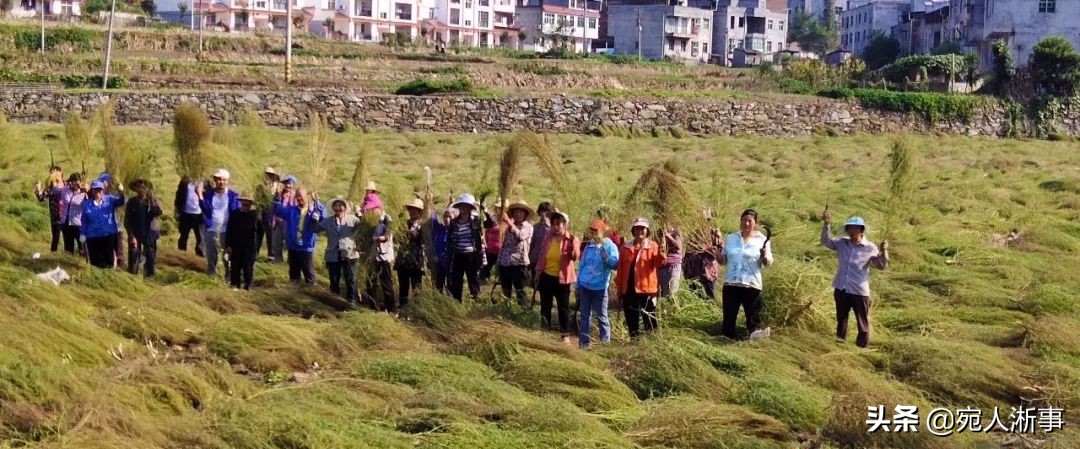 农村集市卖扫把一月能挣多少钱,农村一种野草曾经卖300元一斤