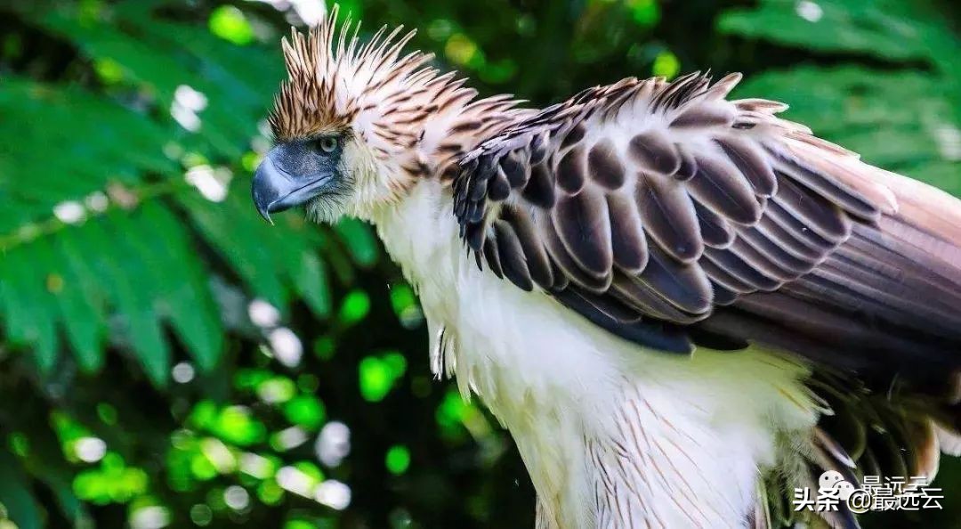 天山南北水怪谜团,水怪真实存在的未解之谜
