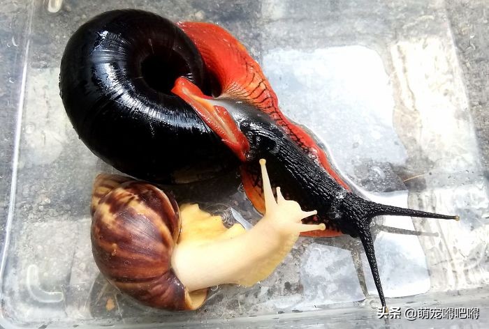 鲜艳的宠物蜗牛,另类宠物都有什么名字