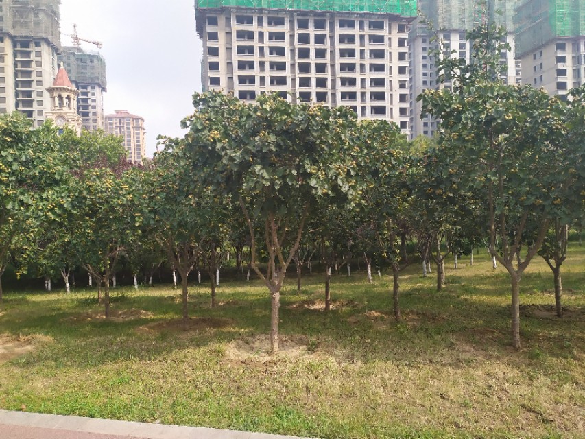 东环公园冬季图片,东环公园景点的介绍