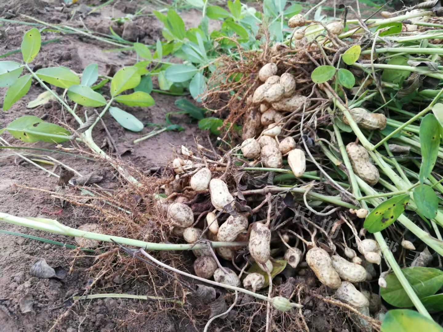 种植花生，为何有人亩收益达到2500元，有人亩收益只有1000元？