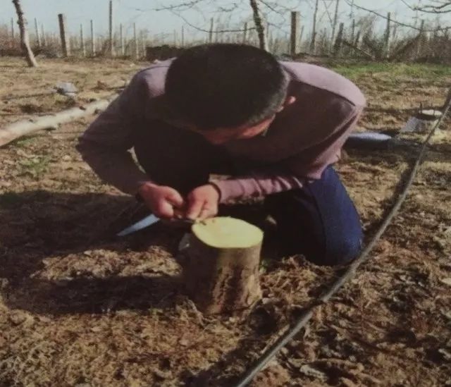 老龄苹果树改造有绝招,苹果树老树最新改造方案