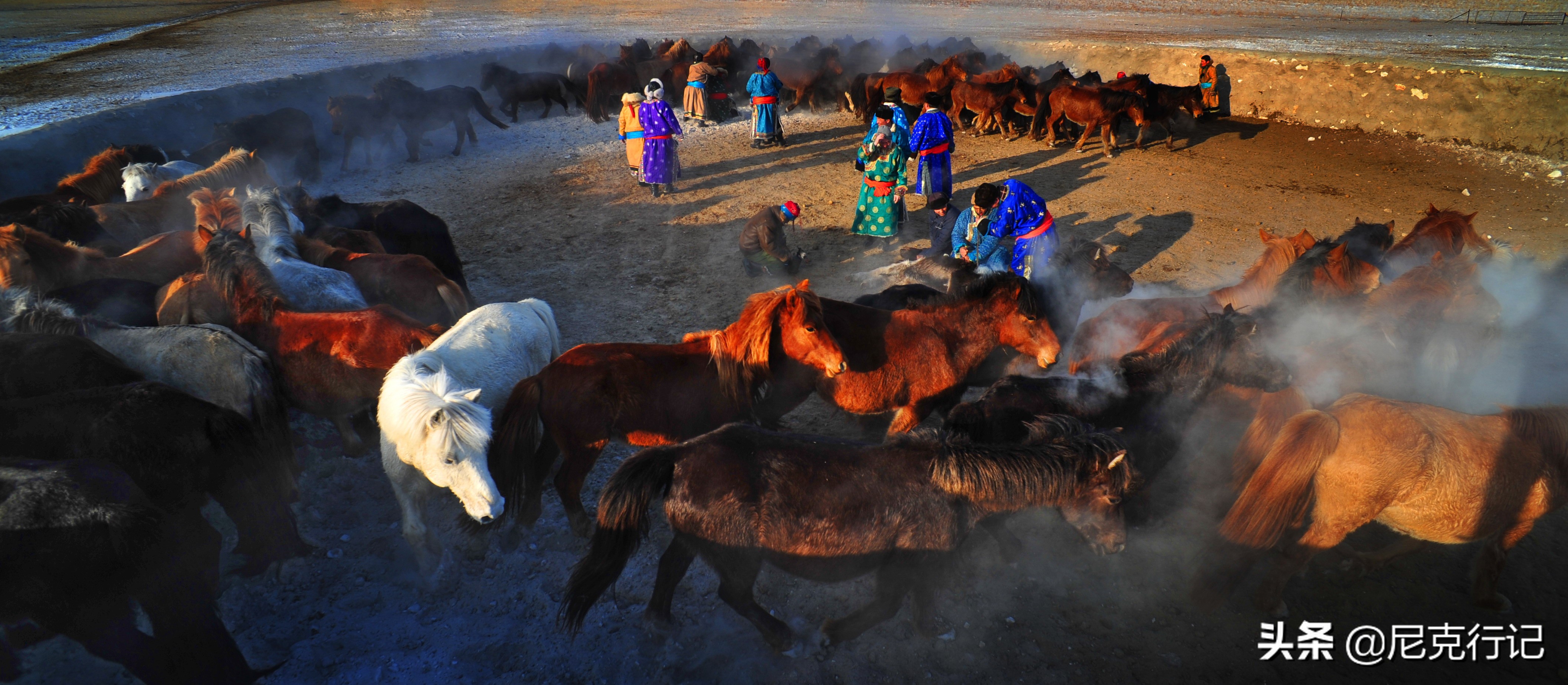 -30℃草原生活:羊群抱团取暖,马背全是冰,牧民坚守自然规律