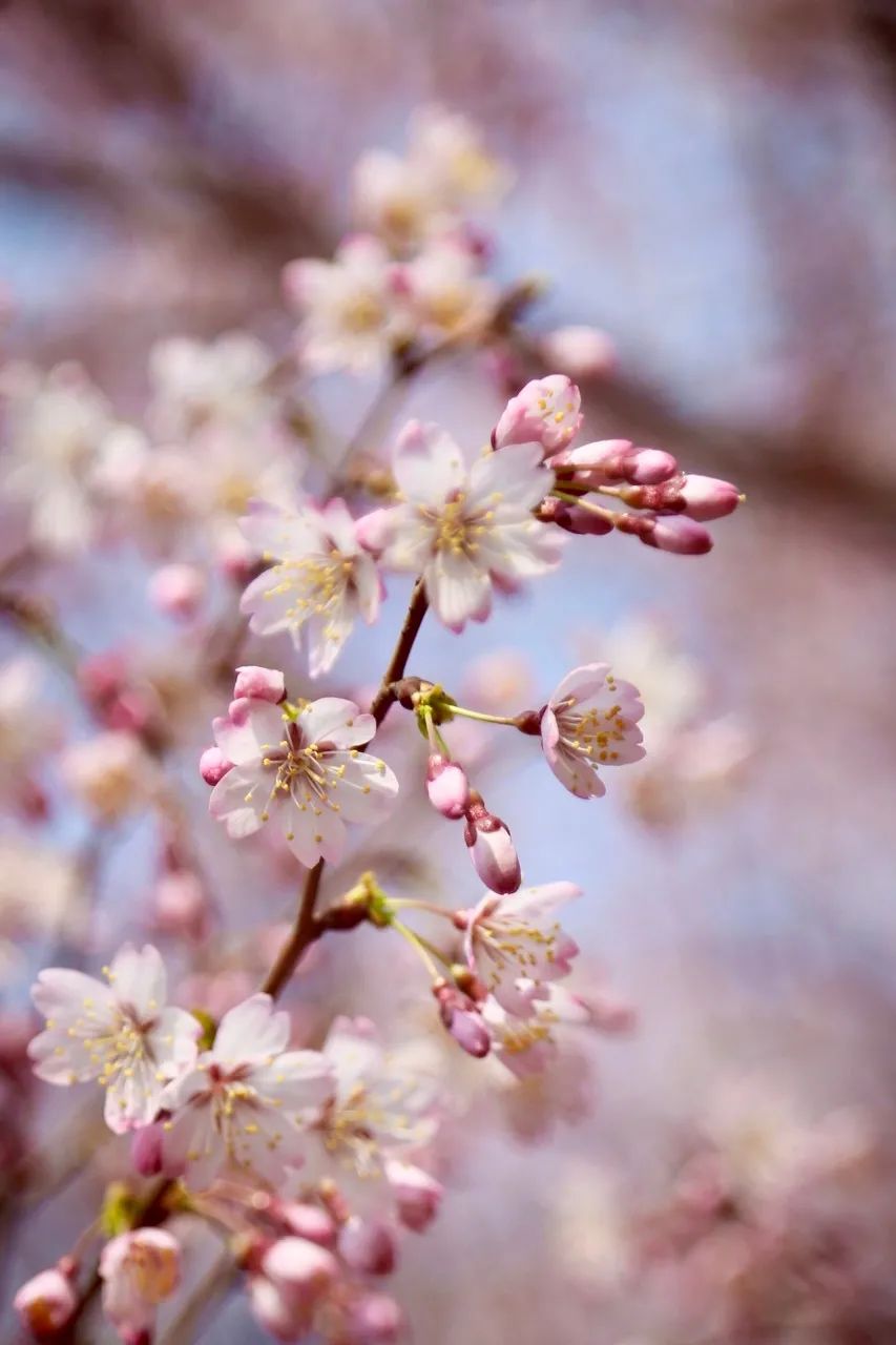 12月想要什么,12月的冬日暖阳岁月如此静好