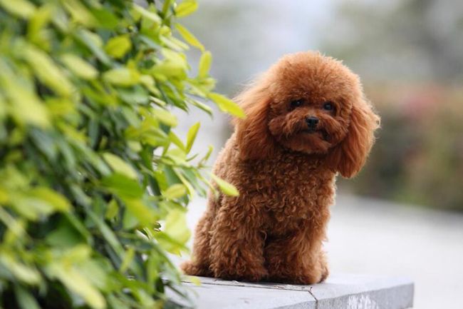 贵宾犬不吃饭是怎么回事？主人要知道贵宾犬不吃饭，可能是这原因