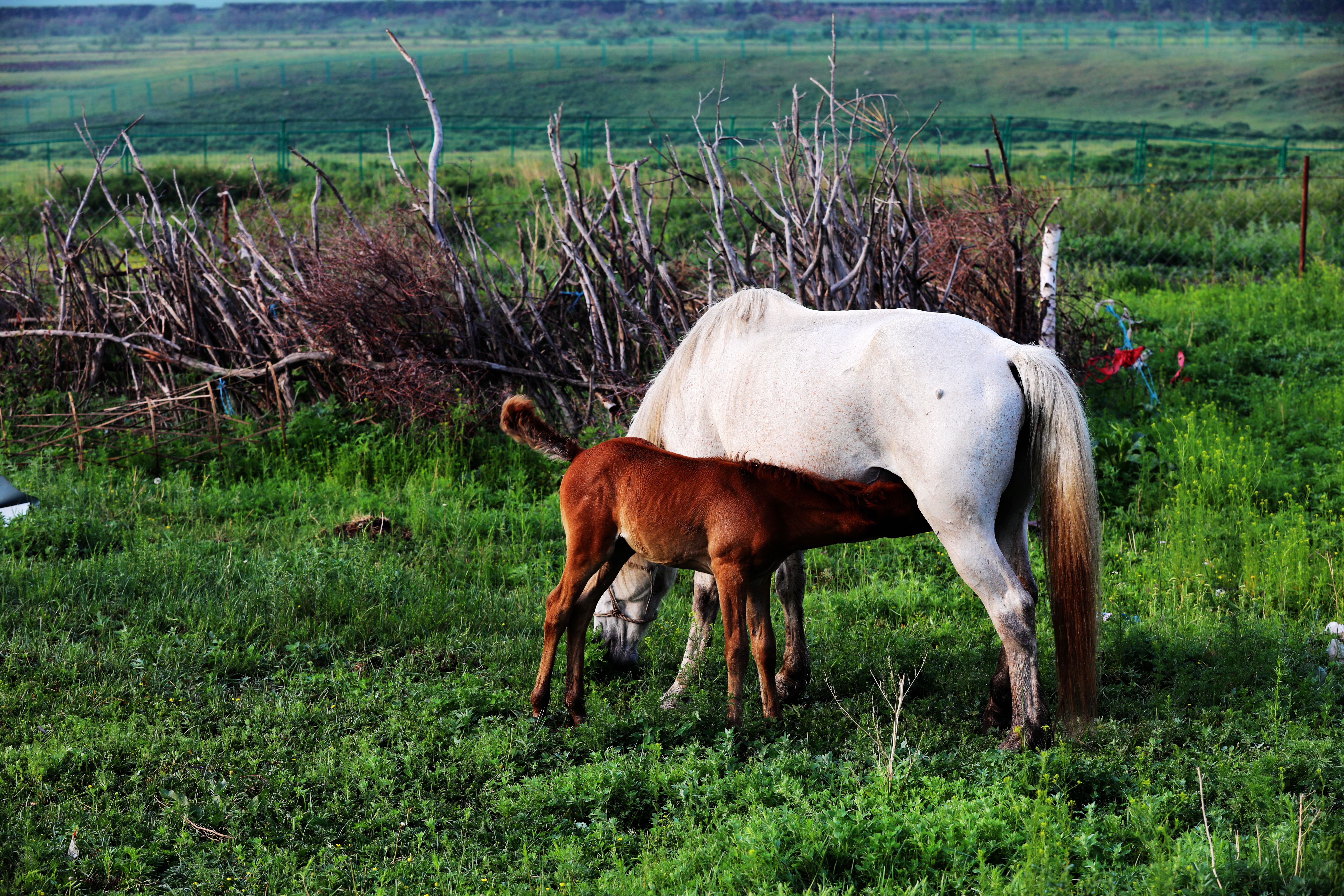 京北第一天路最佳旅游时间,京北第一天路草原