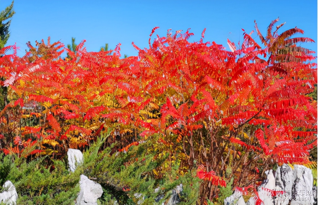 忽如一夜秋风来的下一句,,忽如一夜春风来千树万树梨花开
