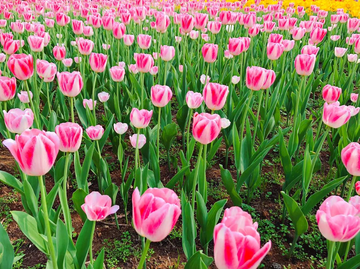 粉色郁金香花语搭配粉色玫瑰,郁金香的花貌和郁金香的花语