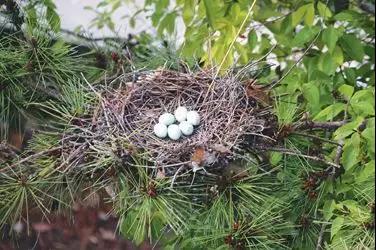 鸟儿知多少,鸟儿在墙外筑巢