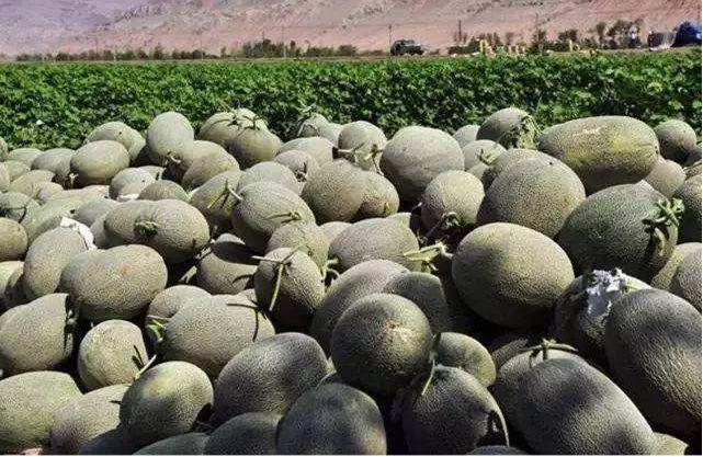 蜜瓜种植注意事项,蜜瓜栽种