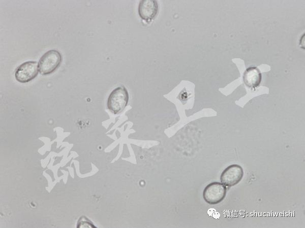 番茄灰霉病高温闷棚需要多少度,番茄灰霉病阴雨天可以打药吗