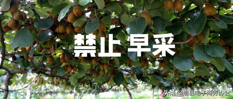 眉县猕猴桃市场的政策,眉县禁止猕猴桃早采公告