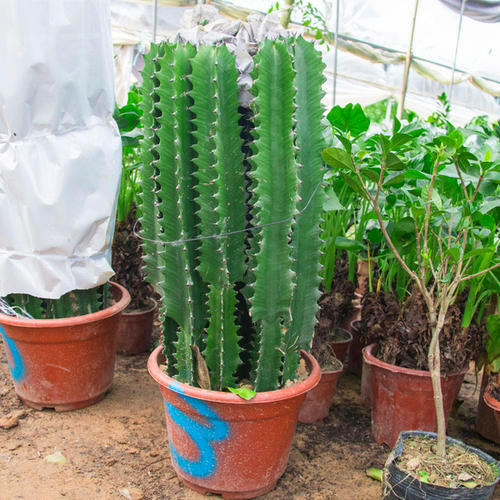 2种绿植一见强光黄叶越长越丑,不怕晒死又好养的绿植