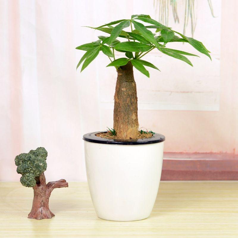 解决发财树徒长问题，要注意这几点！