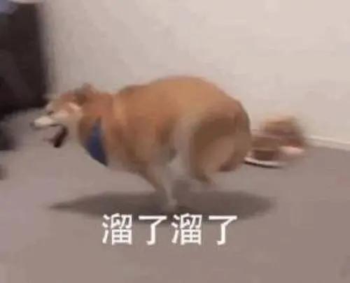 白狗欺负柴犬,白狗欺负小狗