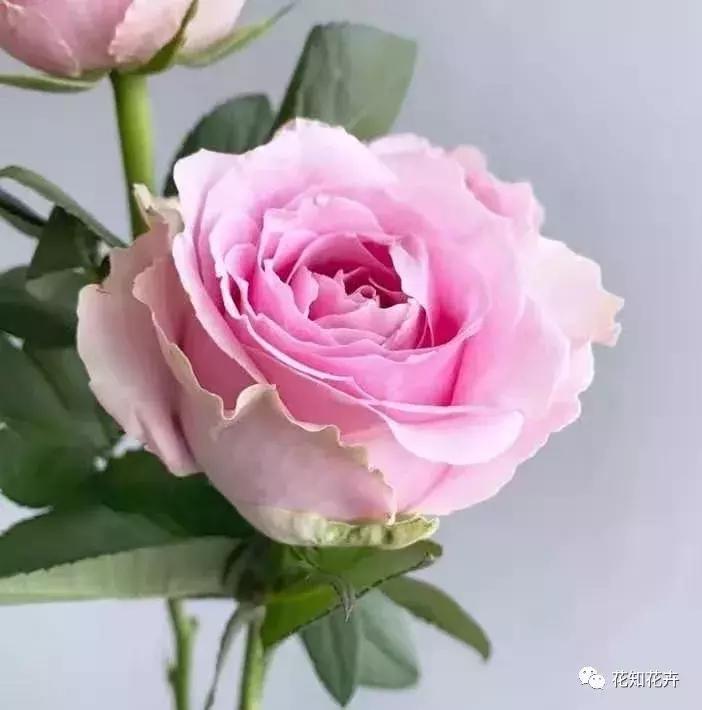 中国玫瑰大家族——雪山玫瑰详解（二）