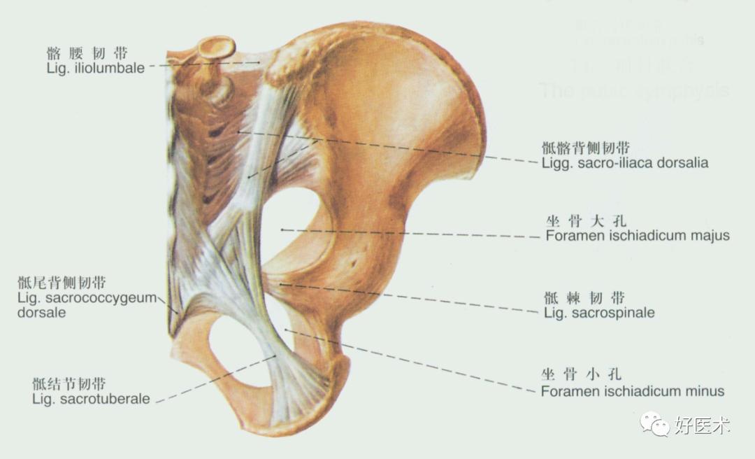 90条韧带的精细解剖、起止点及分布走形，收藏走起