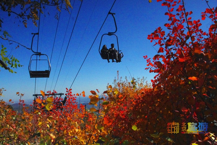 北京旅游网专访香山公园园长齐志坚、研究室主任王柯：“红绿”香山，四季皆景！