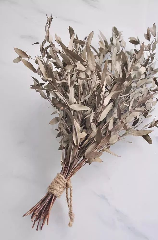 适合做干花的7种花,太阳花切花怎么做干花