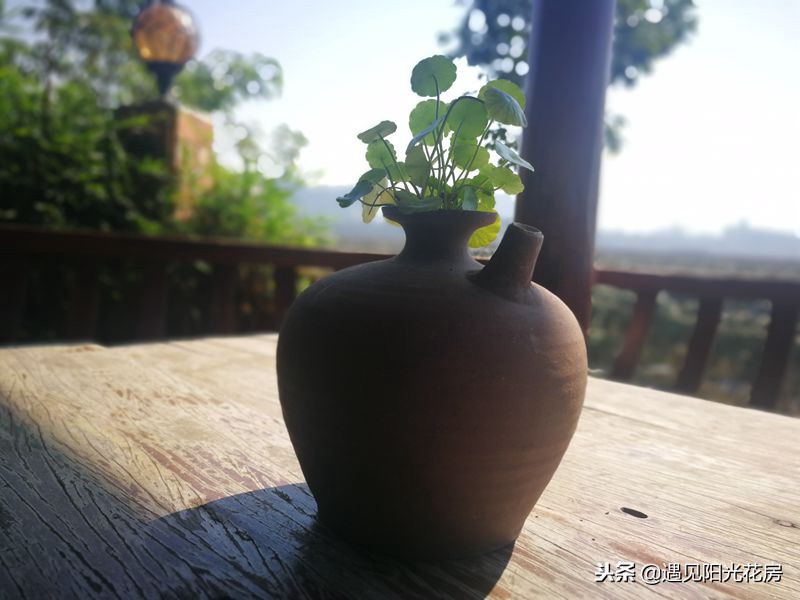 小茶壶水培铜钱草,戴着“小铜钱帽”太有艺术感了!