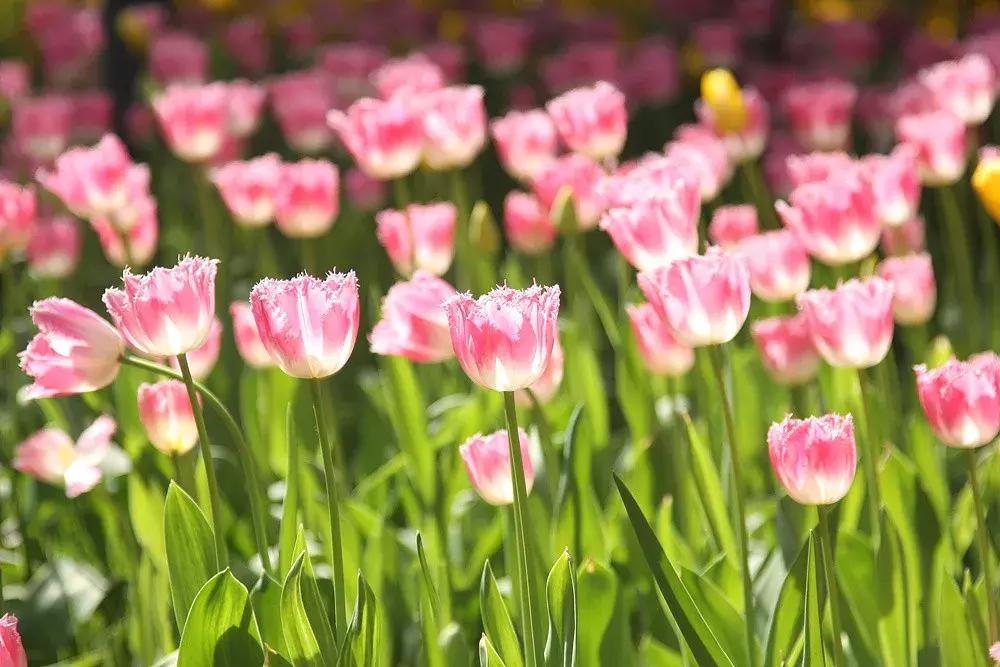 最适合赏花的花,视觉盛宴五种赏花名花供您选择
