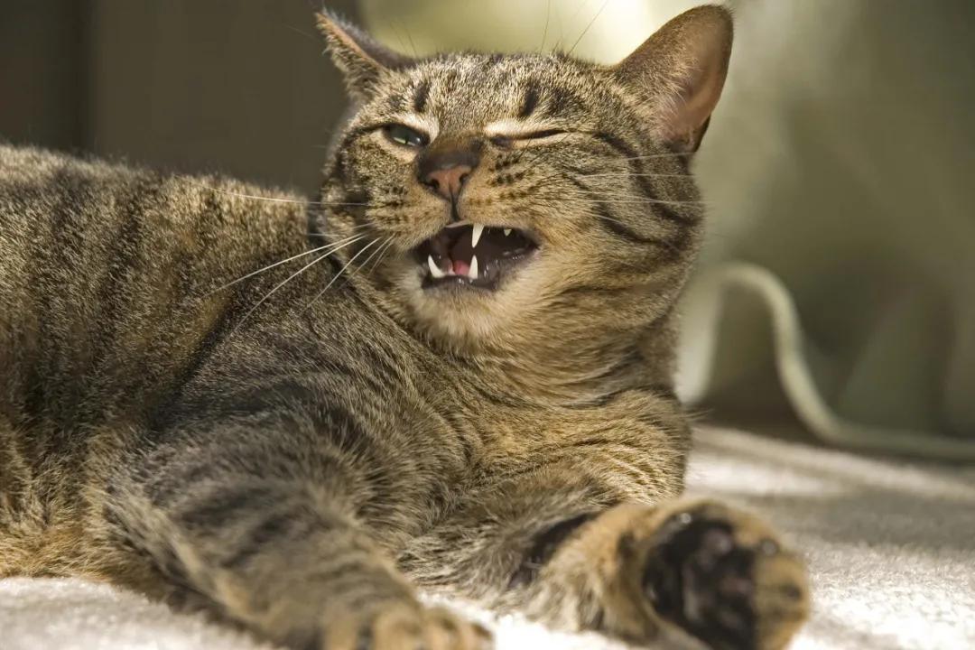 2分钟,夺走小猫咪的命