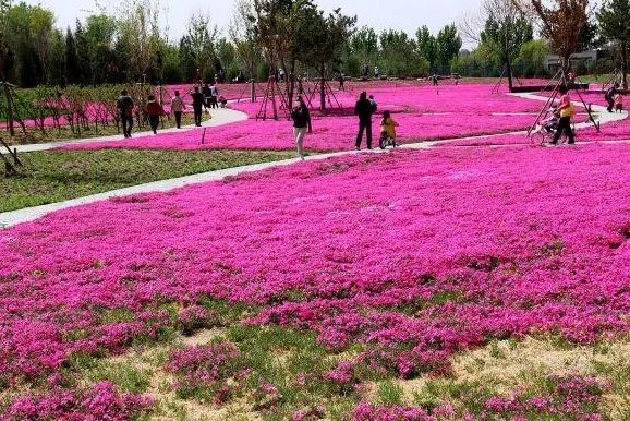 北京五环最美花海,附近免费景点踏青网红打卡地