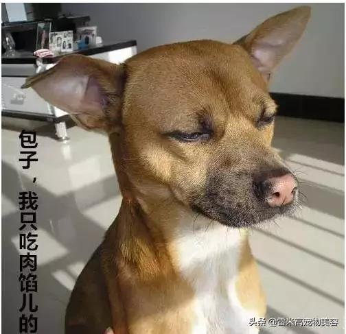 自从养了狗家里一股味道,家里养只狗真的好有安全感