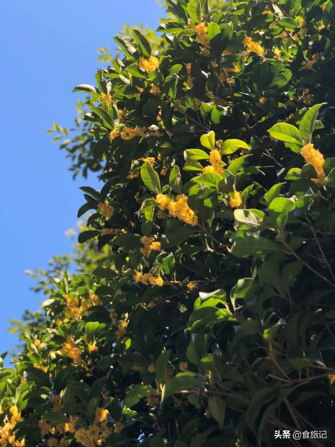 桂花糖露家常做法,桂花香是对秋天最美好的馈赠