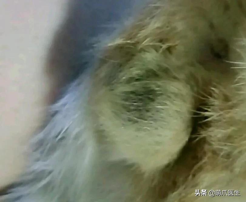 给猫挤黑头，结果挤出5颗“白色米粒”……