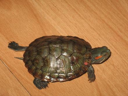 家里养的乌龟下蛋了结果给他吃了,家里乌龟下蛋了蛋应该怎么处理