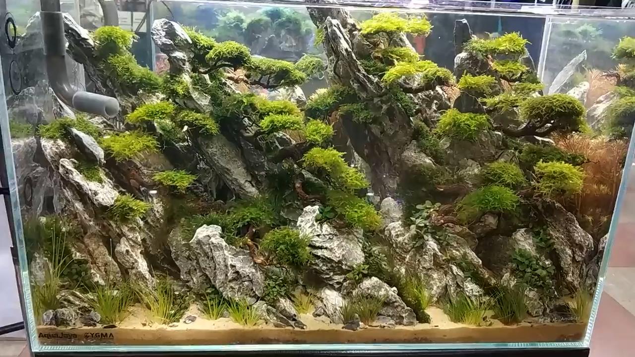 草缸水草发黄开始溶叶是什么原因,草缸水草发黄