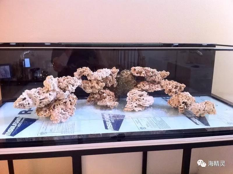 为什么一定要爆藻,为什么国人对鱼情有独钟