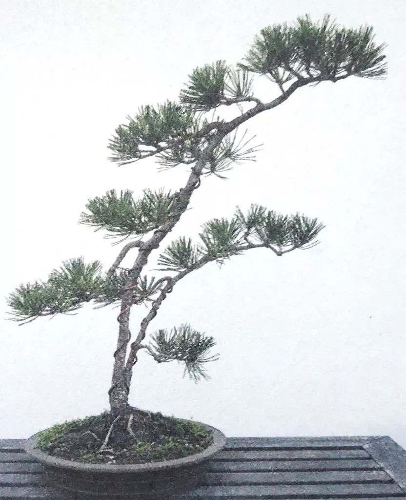 1000元左右黑松盆景,黑松基地黑松盆景