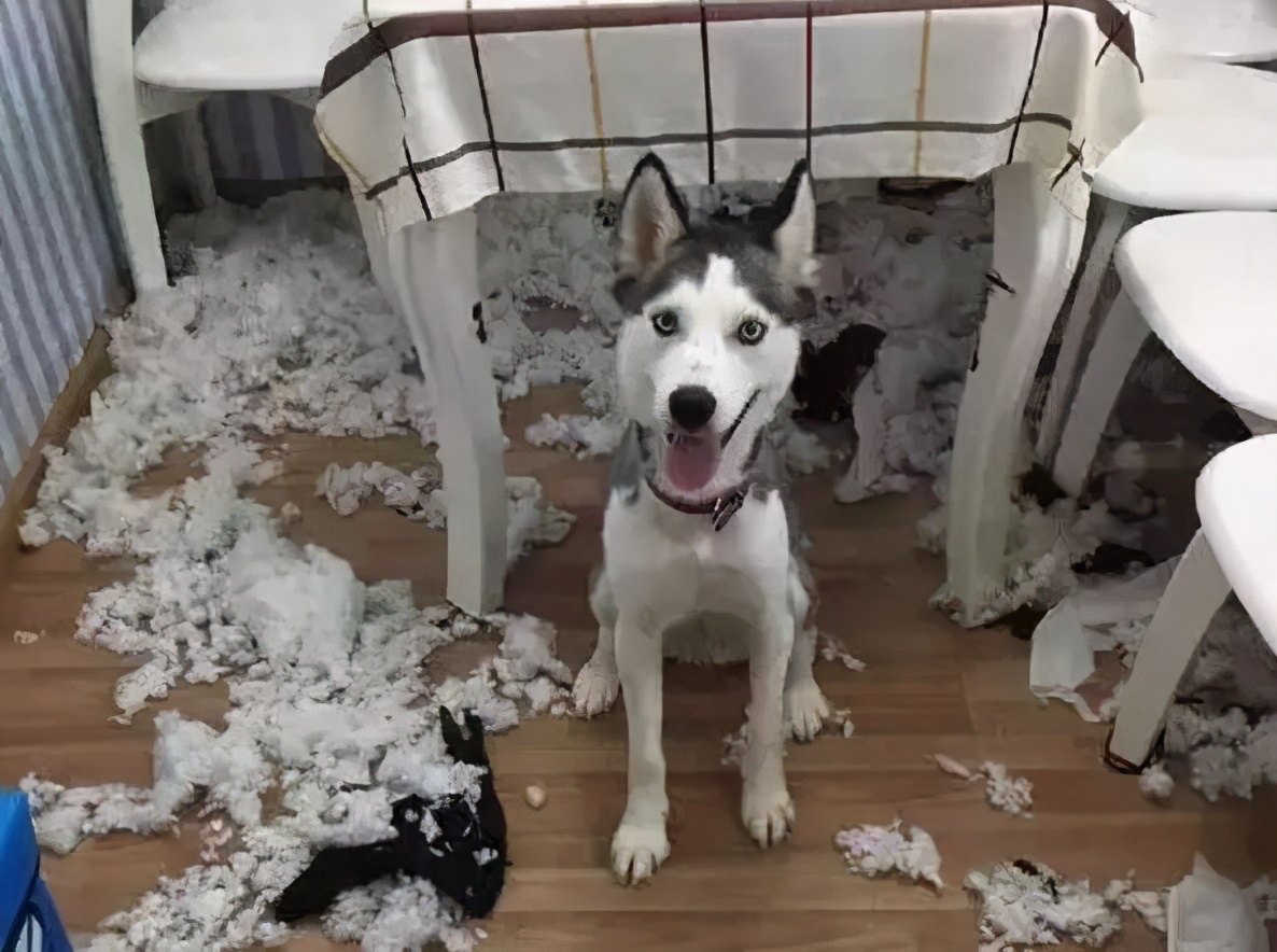 养的四种狗狗打死也别养,千万不要养的狗狗有哪些