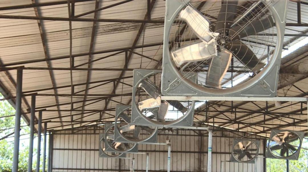 【沿着高速看西昌】高草村：农牧结合循环利用发展绿色生态养殖